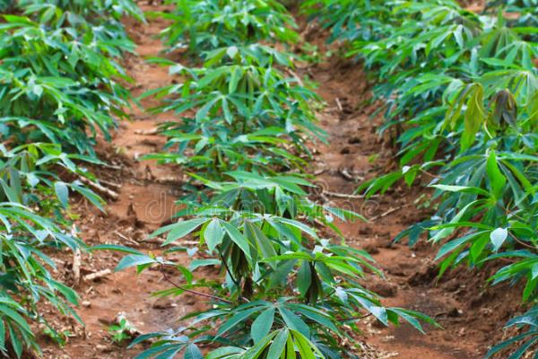 木薯冬天能种植吗,冬天是可以种植的