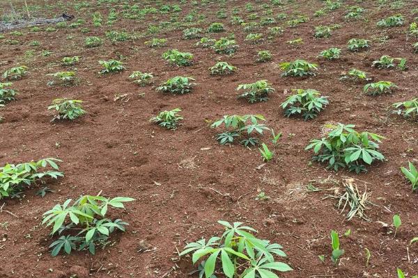 木薯冬天能种植吗,冬天是可以种植的