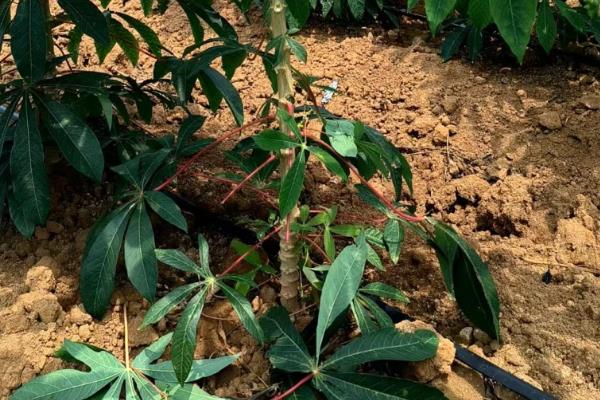 木薯冬天能种植吗,冬天是可以种植的