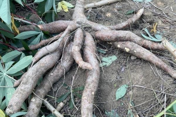 木薯冬天能种植吗,冬天是可以种植的