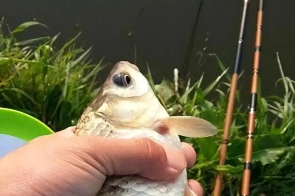 春季野钓鲫鱼的技巧，首选钓位是水草区