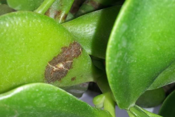 玻璃翠的病虫害防治方法，不同病害的防治方法不同