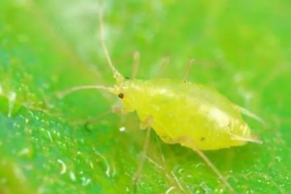 玻璃翠的病虫害防治方法，不同病害的防治方法不同