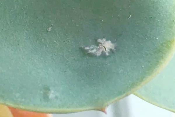 玻璃翠的病虫害防治方法，不同病害的防治方法不同