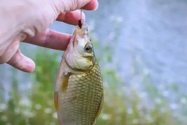 春季野钓鲫鱼的技巧，首选钓位是水草区