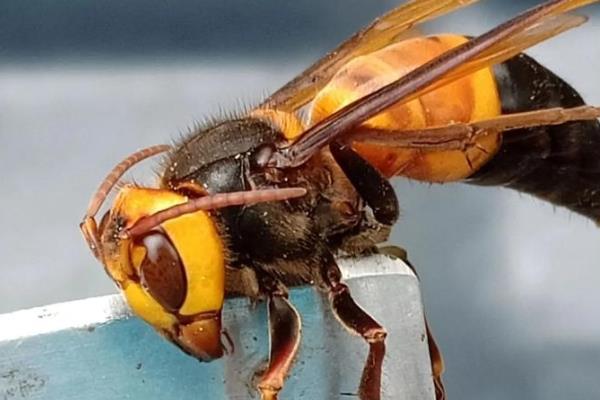 虎头蜂100只泡多少酒，因蜂种不同而不同