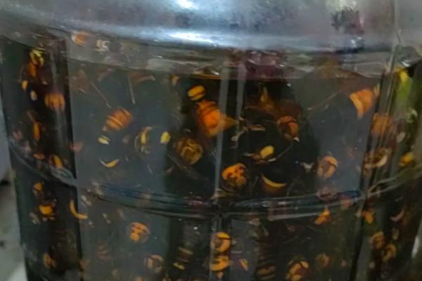 虎头蜂100只泡多少酒，因蜂种不同而不同