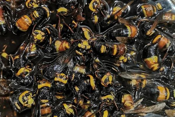 虎头蜂100只泡多少酒，因蜂种不同而不同