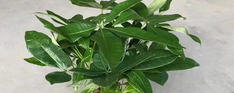 发财树的养护方法，生长期间每隔半个月追肥一次
