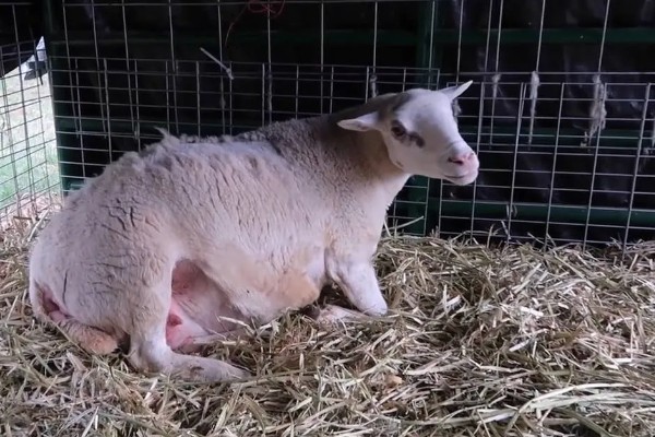 羊的怀孕时间,怀孕期是146天到156天