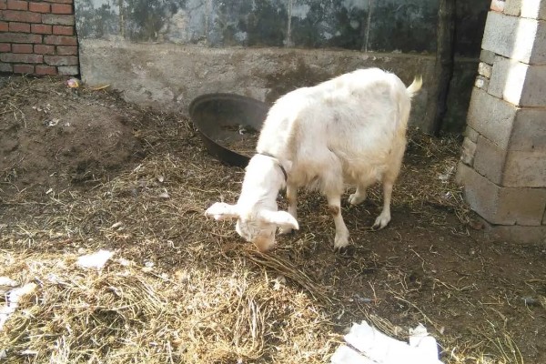 羊的怀孕时间,怀孕期是146天到156天