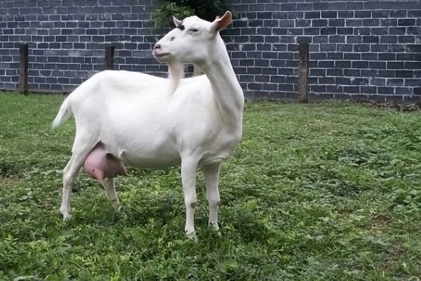 羊的怀孕时间,怀孕期是146天到156天