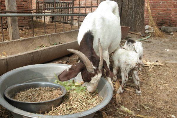 羊的怀孕时间,怀孕期是146天到156天