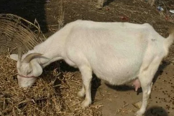 羊的怀孕时间,怀孕期是146天到156天