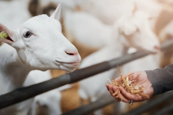 羊的怀孕时间,怀孕期是146天到156天