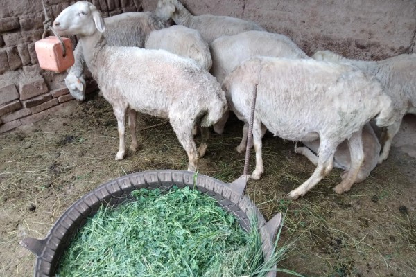 羊的怀孕时间,怀孕期是146天到156天