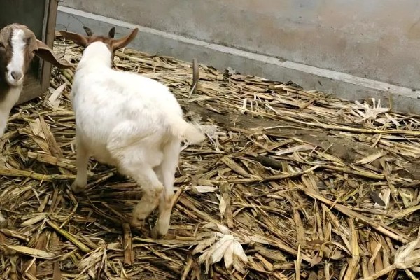 羊的怀孕时间,怀孕期是146天到156天