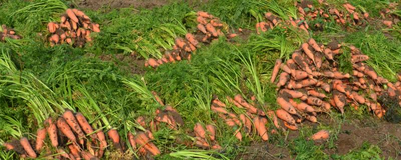 胡萝卜怎么高产，种植后要追肥2-3次左右