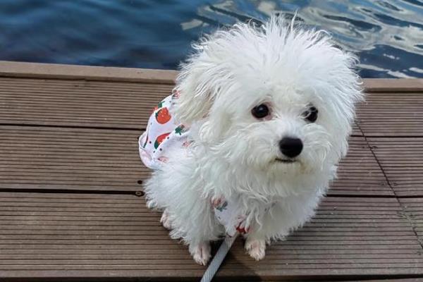 比熊犬的体型特点，肩部高9.5-11.5英寸左右