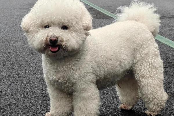 比熊犬的体型特点，肩部高9.5-11.5英寸左右