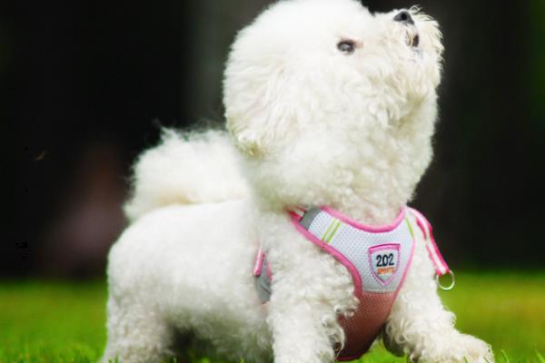 比熊犬的体型特点，肩部高9.5-11.5英寸左右