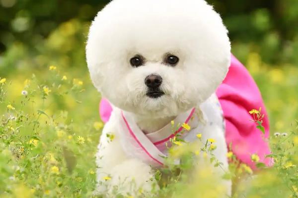 比熊犬的体型特点，肩部高9.5-11.5英寸左右