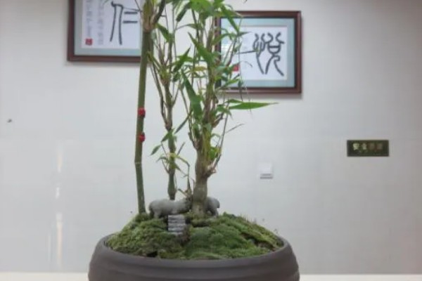 罗汉竹一般养多少根合适，通常养1根或4根