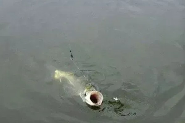 钓鲢鳙浮漂走水如何处理,可更换吃铅量大的浮漂
