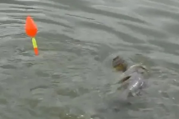 钓鲢鳙浮漂走水如何处理,可更换吃铅量大的浮漂
