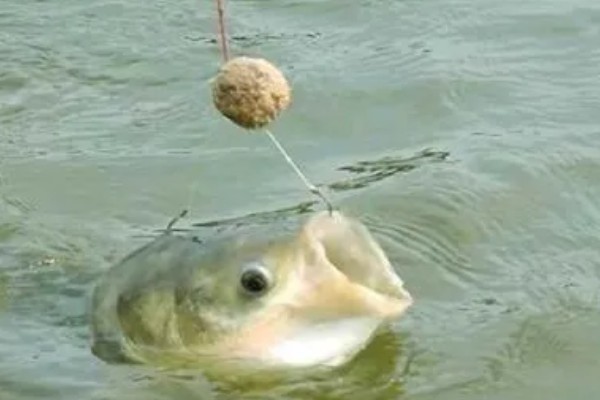 钓鲢鳙浮漂走水如何处理,可更换吃铅量大的浮漂