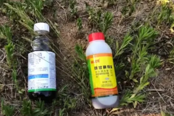 打了草甘膦的地敢不敢种,是可以种植作物的