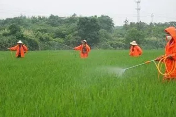 打了草甘膦的地敢不敢种,是可以种植作物的