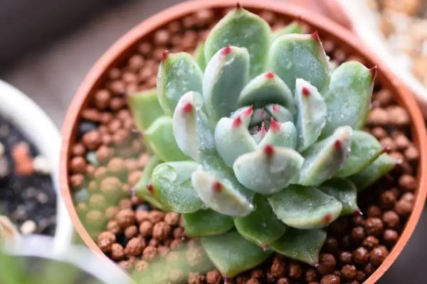 让吉娃莲收紧叶子的方法,多晒太阳株型会变得紧凑