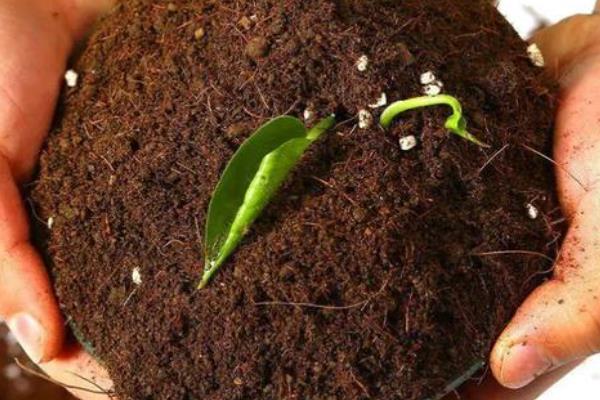 让吉娃莲收紧叶子的方法,多晒太阳株型会变得紧凑