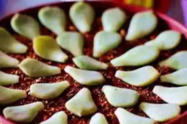 让吉娃莲收紧叶子的方法,多晒太阳株型会变得紧凑