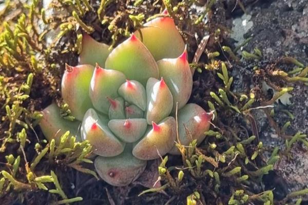 让吉娃莲收紧叶子的方法,多晒太阳株型会变得紧凑