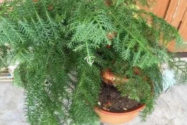 水杉叶子干枯如何处理，生长离不开充足的阳光