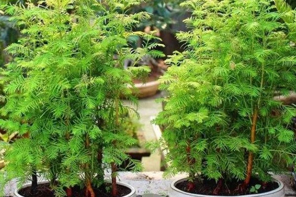 水杉叶子干枯如何处理，生长离不开充足的阳光