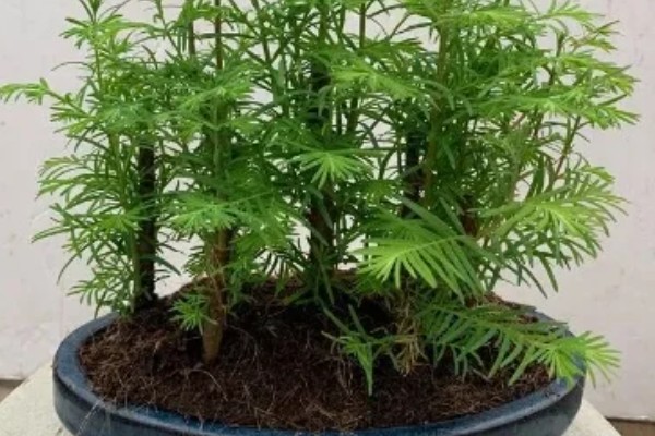 水杉叶子干枯如何处理，生长离不开充足的阳光