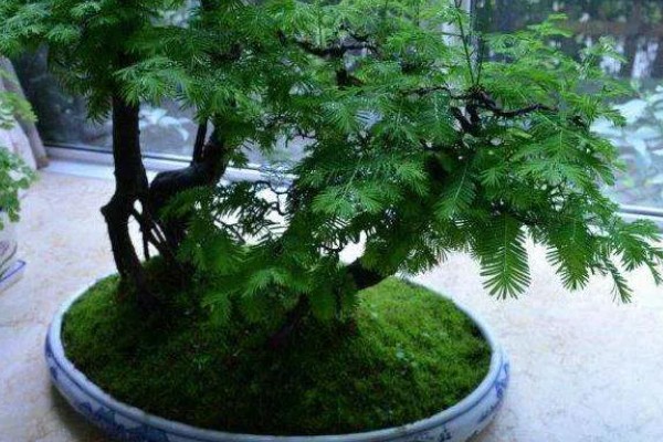 水杉叶子干枯如何处理，生长离不开充足的阳光