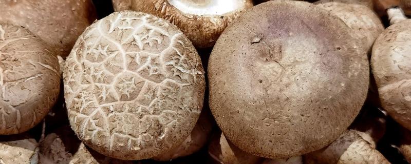 食用菌有什么种类，常见香菇、金针菇等品种