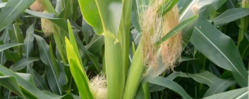 俊达001玉米种的特征特性，夏播生育期为98-100天