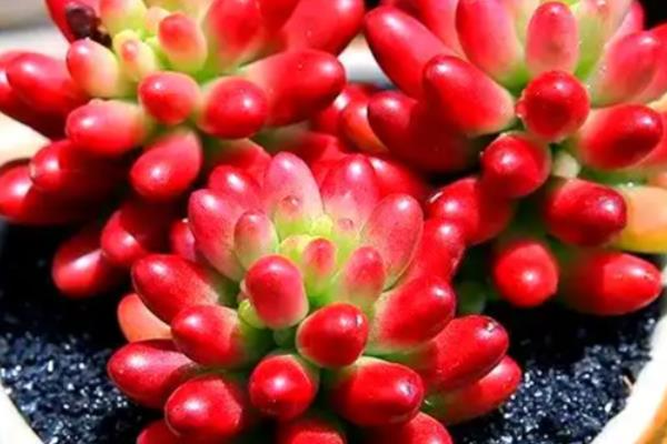 虹之玉的养殖方法,尽量把它养在光线好的位置