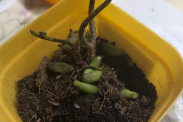 虹之玉的养殖方法,尽量把它养在光线好的位置