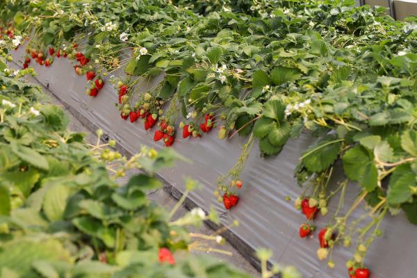 草莓国内的主产地，分布在辽宁、河北、山东等