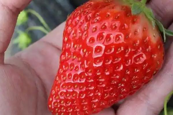 草莓国内的主产地，分布在辽宁、河北、山东等