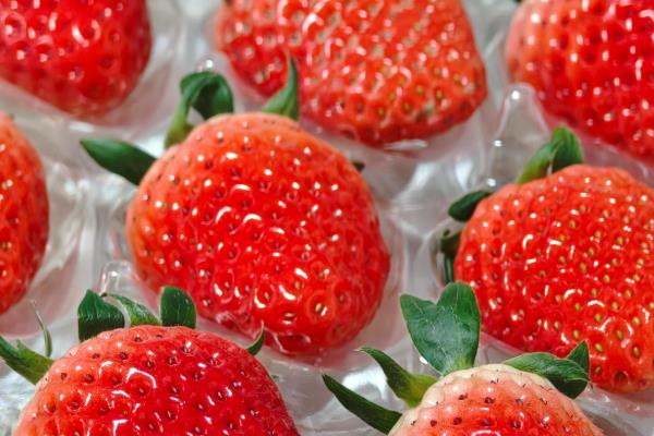 草莓国内的主产地，分布在辽宁、河北、山东等