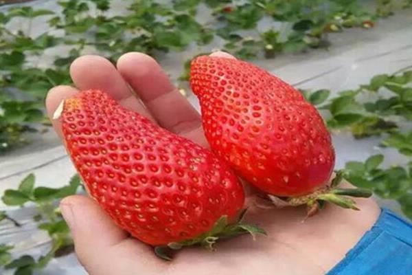 草莓国内的主产地，分布在辽宁、河北、山东等