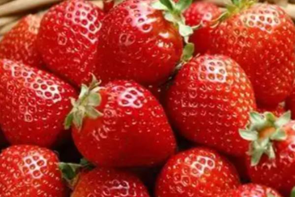 草莓国内的主产地，分布在辽宁、河北、山东等