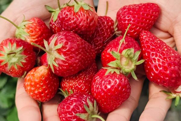 草莓国内的主产地，分布在辽宁、河北、山东等